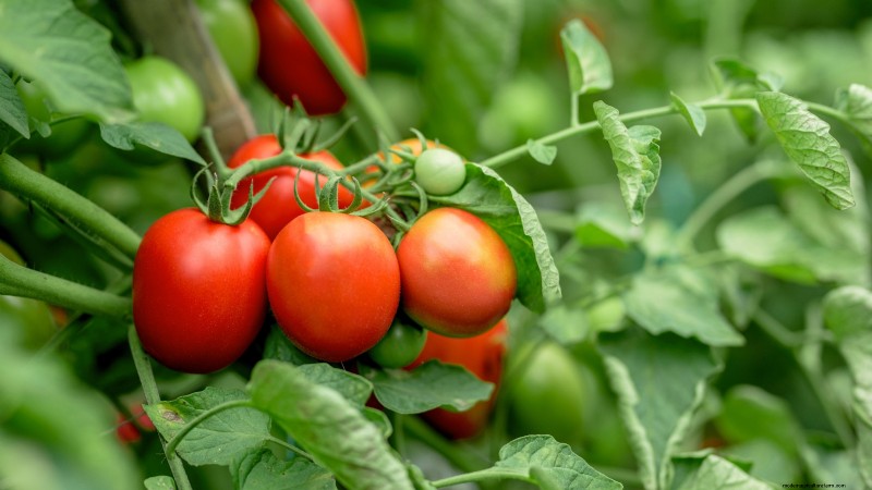 27 Essentiële planten voor een bloeiende moestuin met verhoogd bed