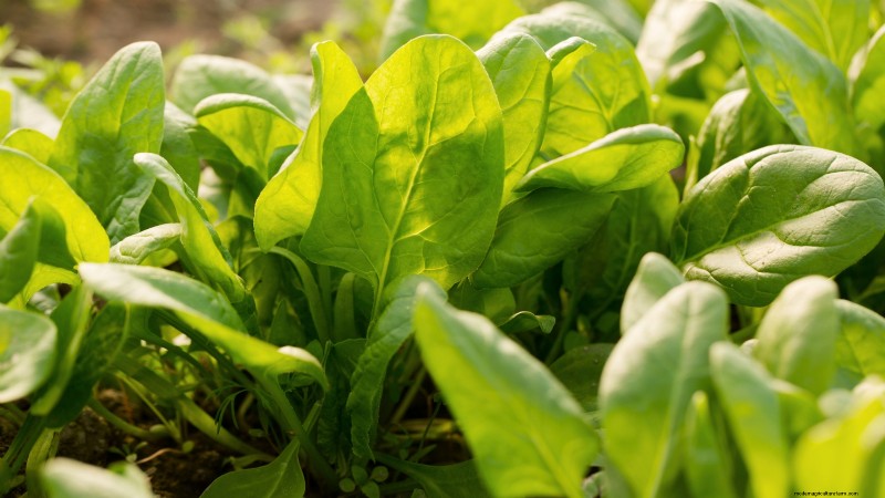 27 Essentiële planten voor een bloeiende moestuin met verhoogd bed