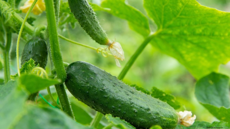 27 Essentiële planten voor een bloeiende moestuin met verhoogd bed