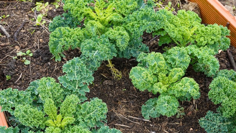 27 Essentiële planten voor een bloeiende moestuin met verhoogd bed