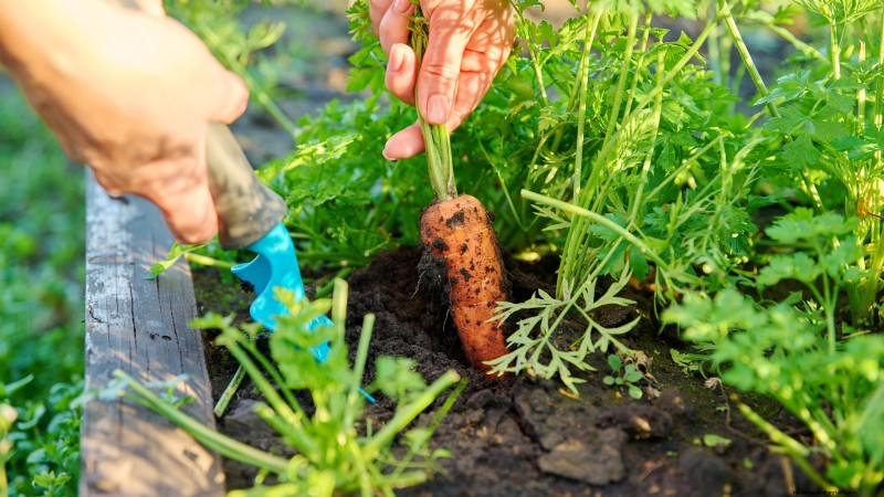 27 Essentiële planten voor een bloeiende moestuin met verhoogd bed