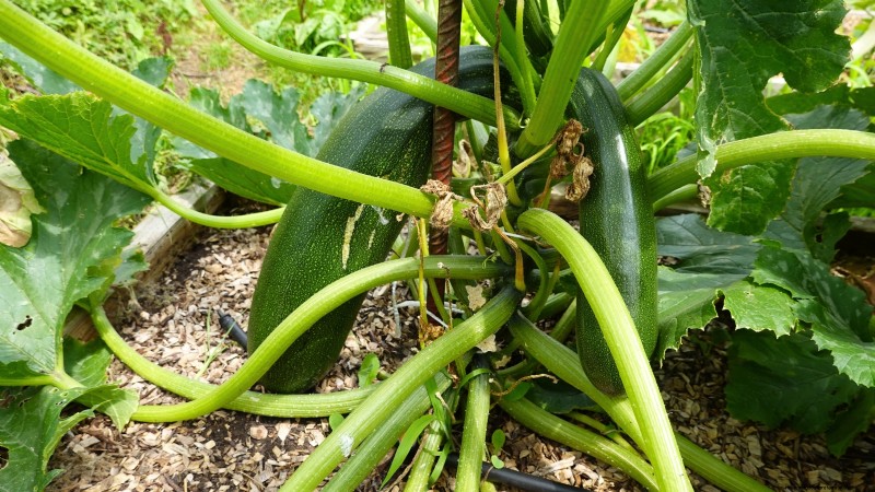 27 Essentiële planten voor een bloeiende moestuin met verhoogd bed