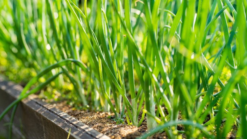 27 Essentiële planten voor een bloeiende moestuin met verhoogd bed