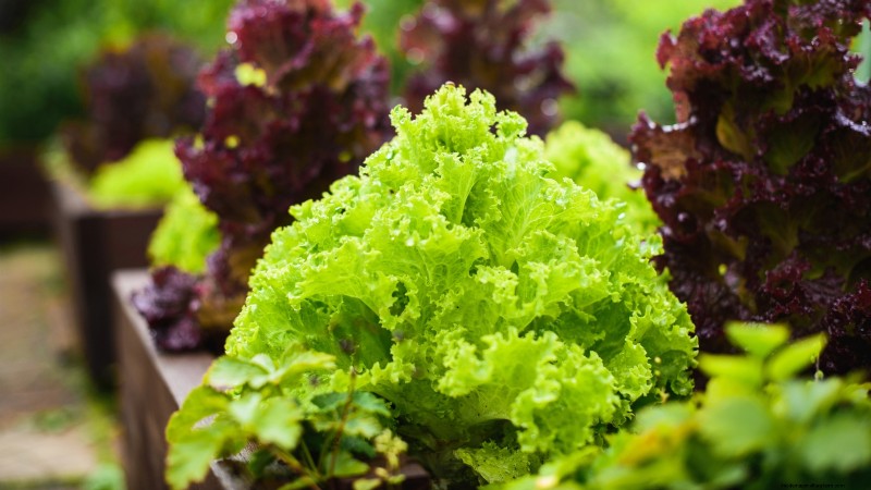 27 Essentiële planten voor een bloeiende moestuin met verhoogd bed