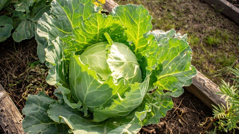 27 Essentiële planten voor een bloeiende moestuin met verhoogd bed
