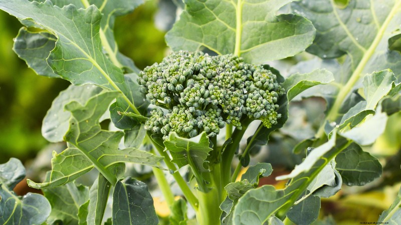 27 Essentiële planten voor een bloeiende moestuin met verhoogd bed