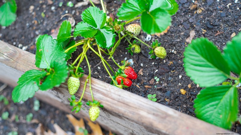 27 Essentiële planten voor een bloeiende moestuin met verhoogd bed