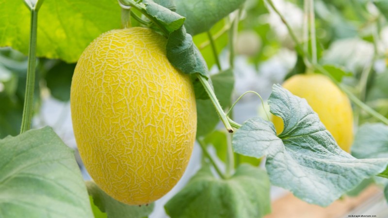 27 Essentiële planten voor een bloeiende moestuin met verhoogd bed