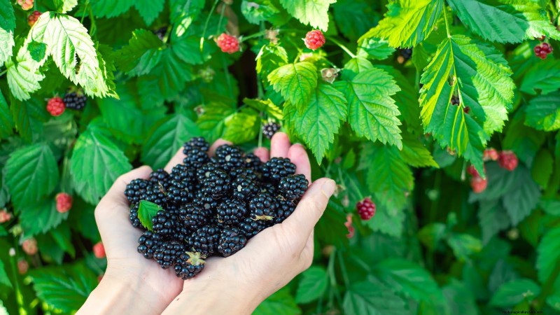 27 Essentiële planten voor een bloeiende moestuin met verhoogd bed
