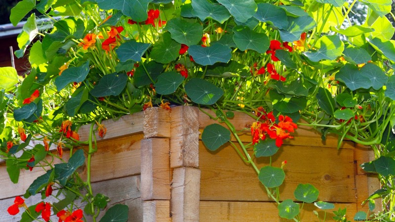 27 Essentiële planten voor een bloeiende moestuin met verhoogd bed