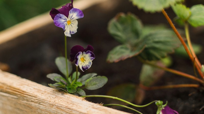 27 Essentiële planten voor een bloeiende moestuin met verhoogd bed