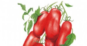 Top 13 Container‑Friendly Tomato Varieties for 2024