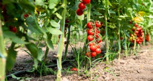 Tomaten in schattigen Bereichen anbauen:Was Sie wissen müssen 