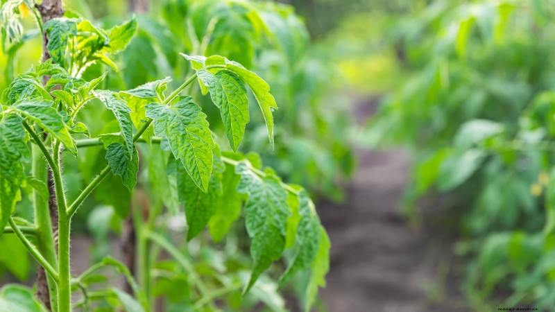 日陰の場所でトマトを育てる:知っておくべきこと 