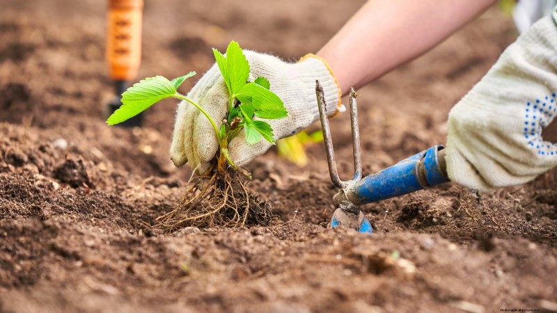 イチゴはどのくらい早く成長しますか?段階と収量増加の完全ガイド 