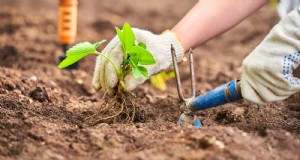 Quanto velocemente crescono le fragole? Una guida completa alle fasi e all aumento dei rendimenti 