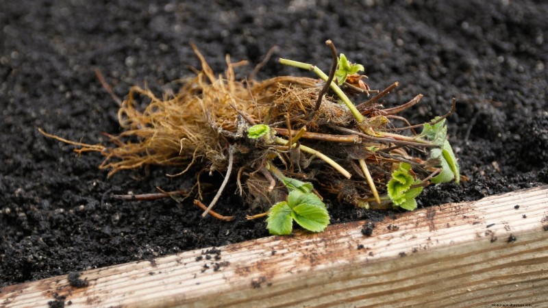 イチゴはどのくらい早く成長しますか?段階と収量増加の完全ガイド 