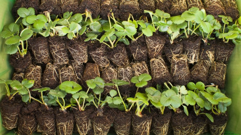 イチゴはどのくらい早く成長しますか?段階と収量増加の完全ガイド 