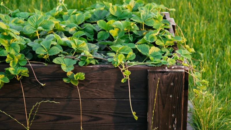 イチゴはどのくらい早く成長しますか?段階と収量増加の完全ガイド 