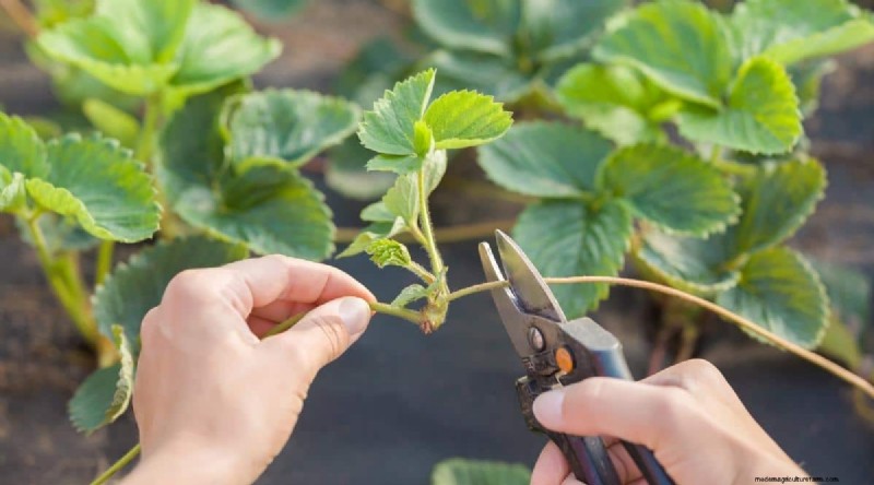 イチゴはどのくらい早く成長しますか?段階と収量増加の完全ガイド 