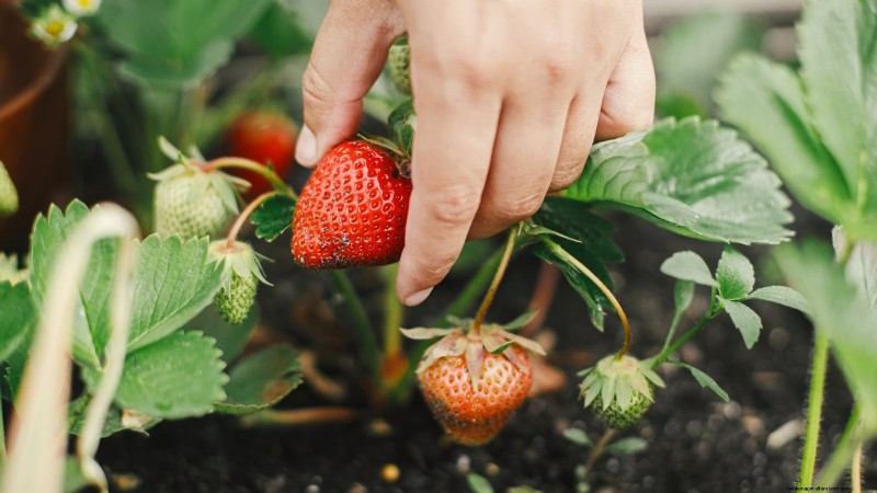 イチゴはどのくらい早く成長しますか?段階と収量増加の完全ガイド 