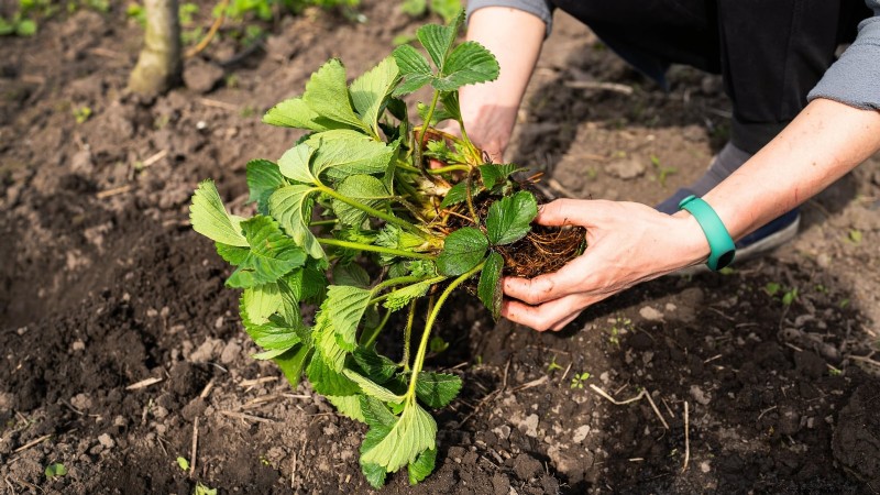 イチゴはどのくらい早く成長しますか?段階と収量増加の完全ガイド 