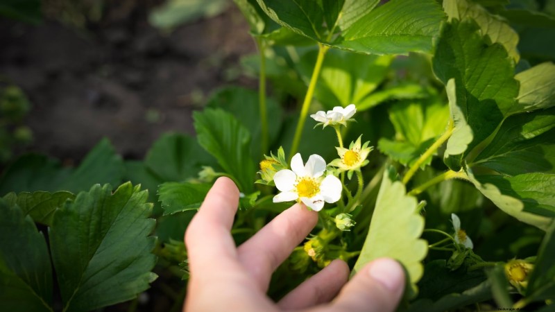 イチゴはどのくらい早く成長しますか?段階と収量増加の完全ガイド 