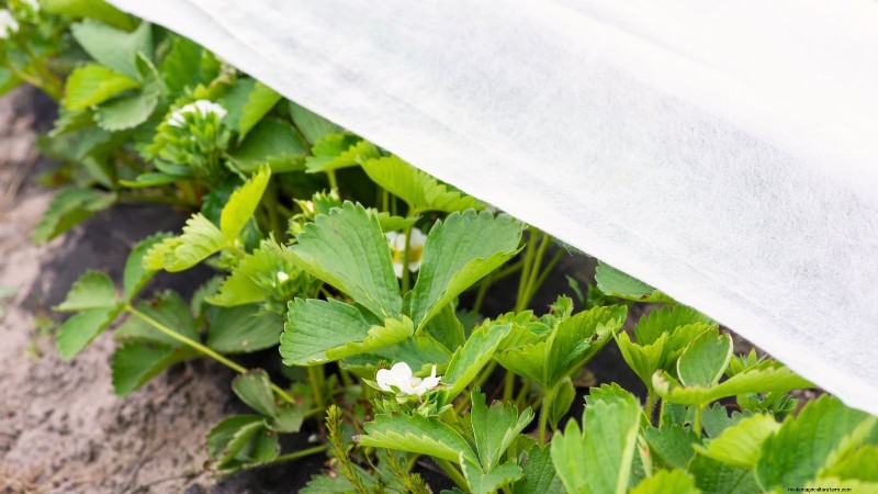 イチゴはどのくらい早く成長しますか?段階と収量増加の完全ガイド 