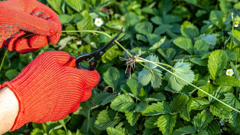 イチゴはどのくらい早く成長しますか?段階と収量増加の完全ガイド 