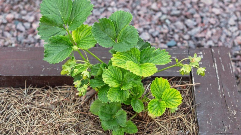 イチゴの植物を成長させるための最適な日光要件 