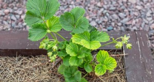 Optimal Sunlight Requirements for Thriving Strawberry Plants