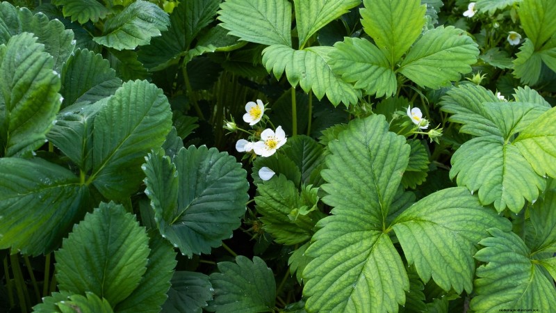 イチゴの植物を成長させるための最適な日光要件 