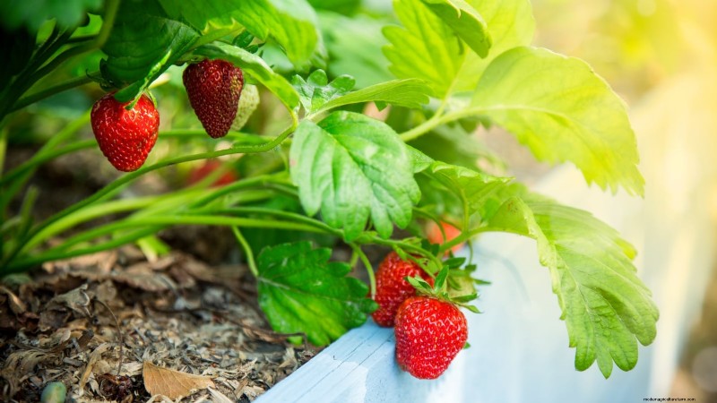 イチゴの植物を成長させるための最適な日光要件 