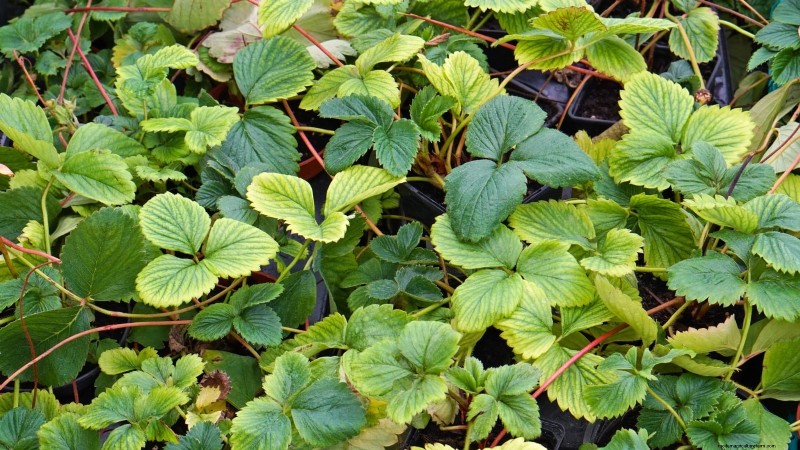 イチゴの植物を成長させるための最適な日光要件 