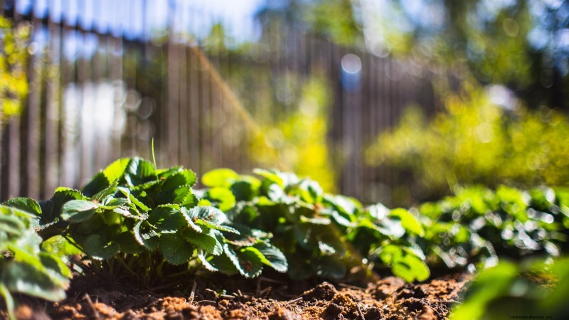 イチゴの植物を成長させるための最適な日光要件 