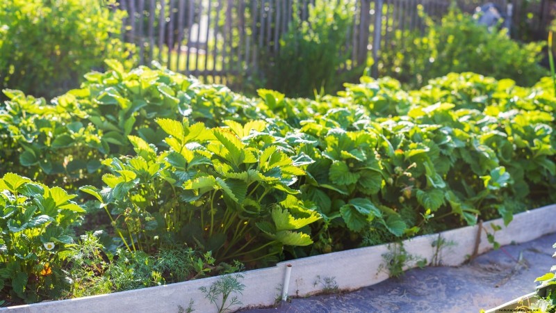 イチゴの植物を成長させるための最適な日光要件 