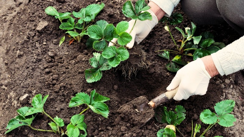 イチゴの植物を成長させるための最適な日光要件 