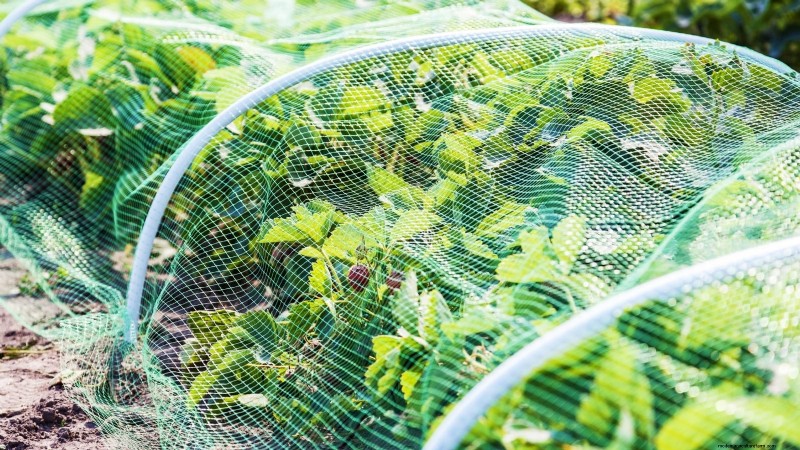 イチゴの植物を成長させるための最適な日光要件 