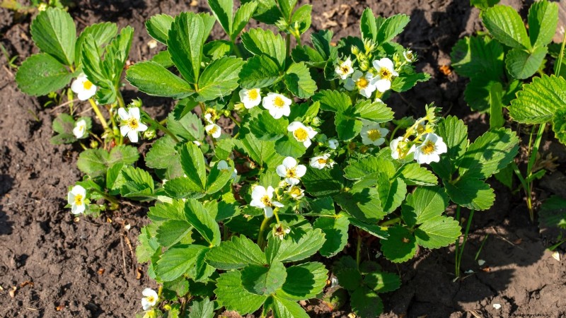 イチゴの植物を成長させるための最適な日光要件 