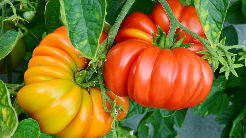 風味豊かな春の庭のために植えるべき家宝野菜21選 