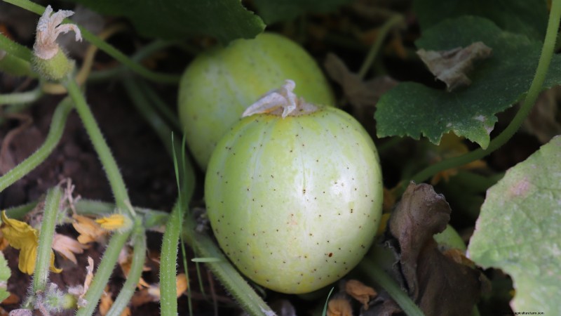 風味豊かな春の庭のために植えるべき家宝野菜21選 