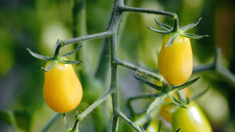 風味豊かな春の庭のために植えるべき家宝野菜21選 