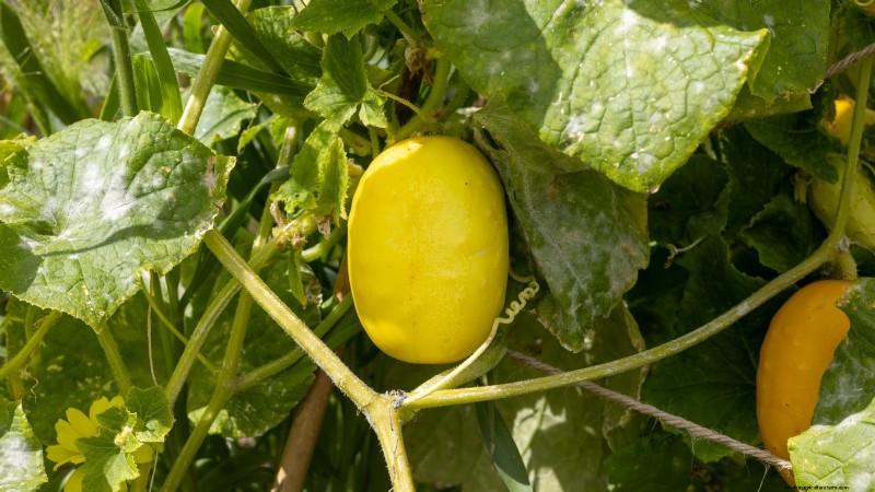 風味豊かな春の庭のために植えるべき家宝野菜21選 