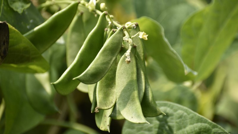 風味豊かな春の庭のために植えるべき家宝野菜21選 