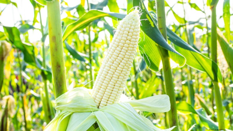 風味豊かな春の庭のために植えるべき家宝野菜21選 