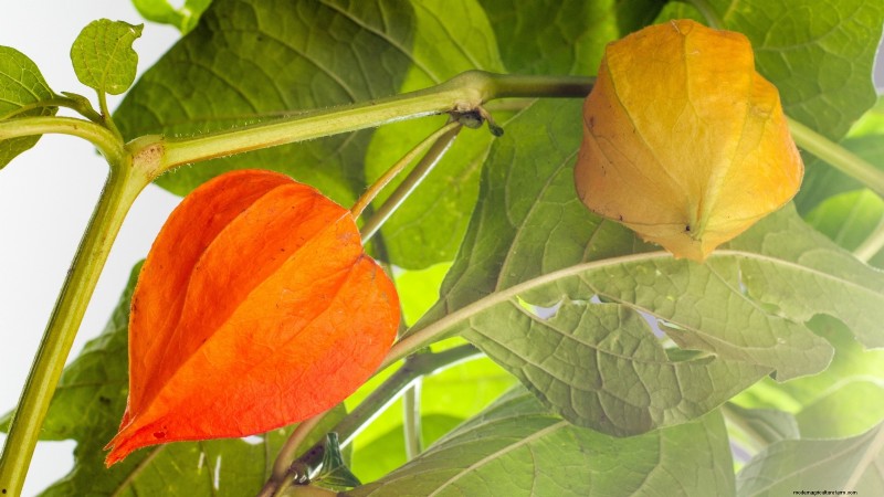 風味豊かな春の庭のために植えるべき家宝野菜21選 