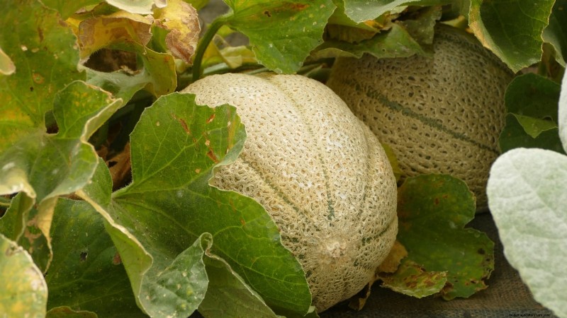 風味豊かな春の庭のために植えるべき家宝野菜21選 