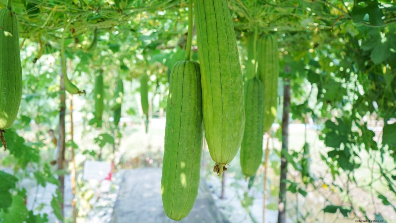 風味豊かな春の庭のために植えるべき家宝野菜21選 