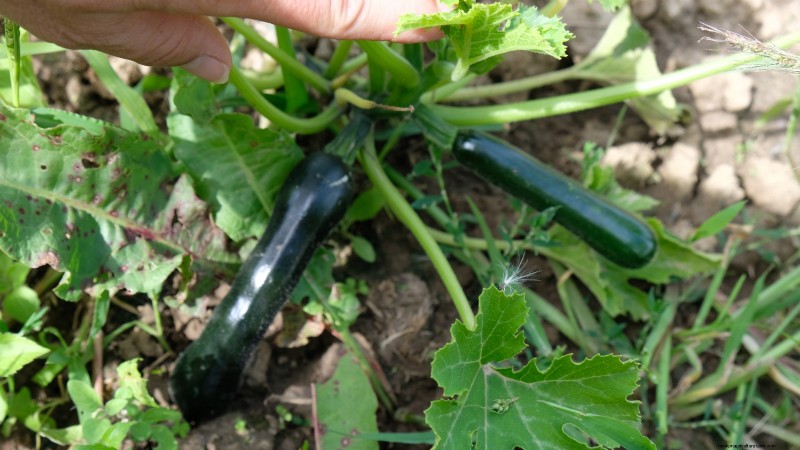 風味豊かな春の庭のために植えるべき家宝野菜21選 