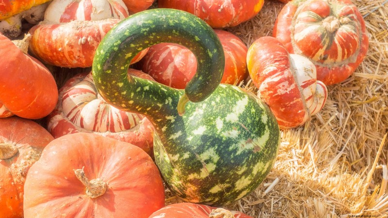 風味豊かな春の庭のために植えるべき家宝野菜21選 